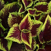 15 Pelleted Seeds Coleus Kong Scarlet Giant Coleus Seeds Fresh Garden US... - £24.61 GBP