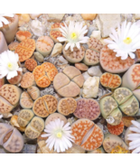 Lithops pseudotruncatella C357 Garden Plants - 100 Seeds - $10.01