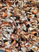 1/4LB Lion Paw Shells Mano de Lion Orange Bit Size 1/8” - 1/4” Seashells - £12.39 GBP