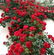 PWO 10 Double Red Climbing Rose Seeds Flower Bush Perennial Shrub - £5.66 GBP