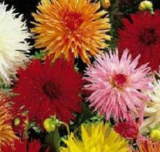 50 Seeds Dahlia Cactus Mix Flower Seeds Dahlia Seeds Fresh Seeds Gardening USA - $20.50