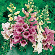 Simple Pack 2000 seed  Digitalis foxglove foxy mixed colors - £6.54 GBP