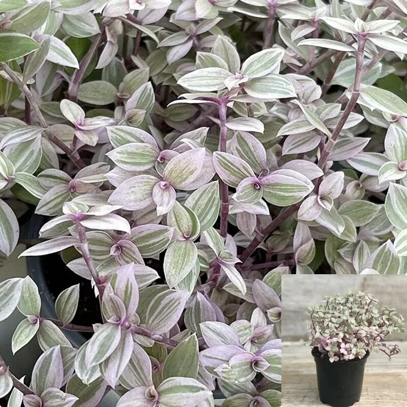 Tradescantia Pink Panther Plant 4&quot; Callisia Repens Pink Lady Live Plant ... - $15.99