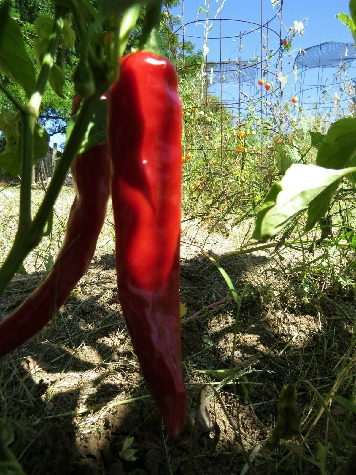 San Jose Chile - spicy treat - $4.50