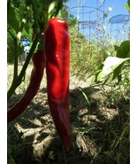 San Jose Chile - spicy treat - $4.50