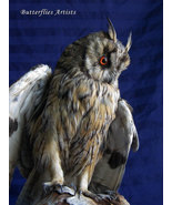 Real European Long-eared Owl Mounted Bird Taxidermy Stuffed Scientific Z... - £398.07 GBP