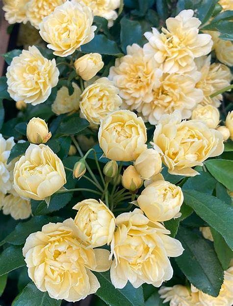 Lady Banks Yellow Climbing Rose - Live Plant - Rosa Banksiae Lutea - Full Gallon