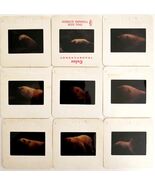 1990 Polar Bear Lot Of 9 Pcs 35mm Slides Zoo Bears Nature Animals E50H - €10,61 EUR