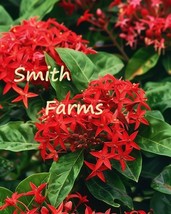 AD 25 Seeds Red Ixora Flowers Ixora Coccinea Home Garden - $247.16 MXN