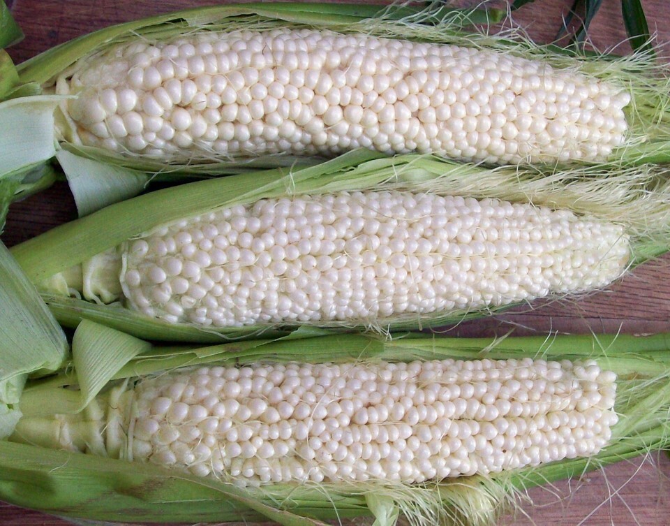 Country Gentleman Sweet Corn Seeds, White Shoepeg Corn, Heirloom, FREE S... - $1.67+
