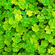 Four Leaf Clover - 200 Seeds - $8.65