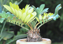 AWS Cardboard Palm,  Zamia Furfuracea Sago Cycad Plant  Tree Mexican Seed  100 S - £27.39 GBP