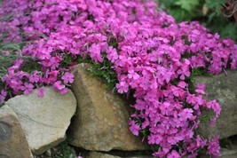 MBK 100 Mcdaniel'S Cushion Phlox Seeds Bulk Seeds - $12.70