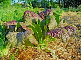 BStore 900 Seeds Red Giant Mustard Seeds Organic Heirloom Greens Container Veget - £6.73 GBP