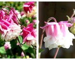 50 Seeds Pink Petticoat Columbine Flowers Garden - £27.47 GBP