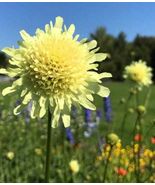 25 seeds, GIANT SCABIOUS, Giant Pincushion flower, Cephalaria gigantea, ... - $6.00