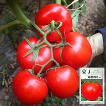 Endless Growth Delight 200 Seeds of Premium &#39;China Veggies No.4&#39; Tomatoes - $16,318.00