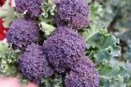 250 Purple Sprouting Broccoli Seeds, NON-GMO, Heirloom - £6.09 GBP