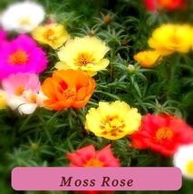 Moss Rose Flower Fast Germination Seeds 1000+ Portulaca Double Mix Annual - $78.14 MXN