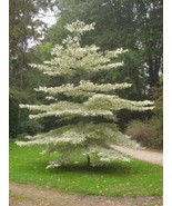 Giant Dogwood {Conrnus Controversa} Ornamental15 Seeds - €9,61 EUR
