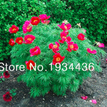 Peony Double Flowering Fernleaf Peony Rubra Plena Garden Plant for Flower Pot Pl - £5.41 GBP