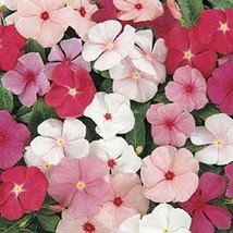 Vinca- Periwinkle- Mix- 50 Seeds tera store - £4.74 GBP