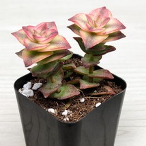 Succulent Plant - Crassula Perforata Variegated String of Buttons - In 2... - $124.22 MXN