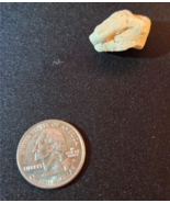 Hawaiian Beach Coral Rock Fossil Stone Natural Unique Collectible Souvenir - $9.99