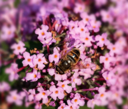 US Seller Orangeeye Butterfly Bush Seeds Fast Shipping - £10.38 GBP