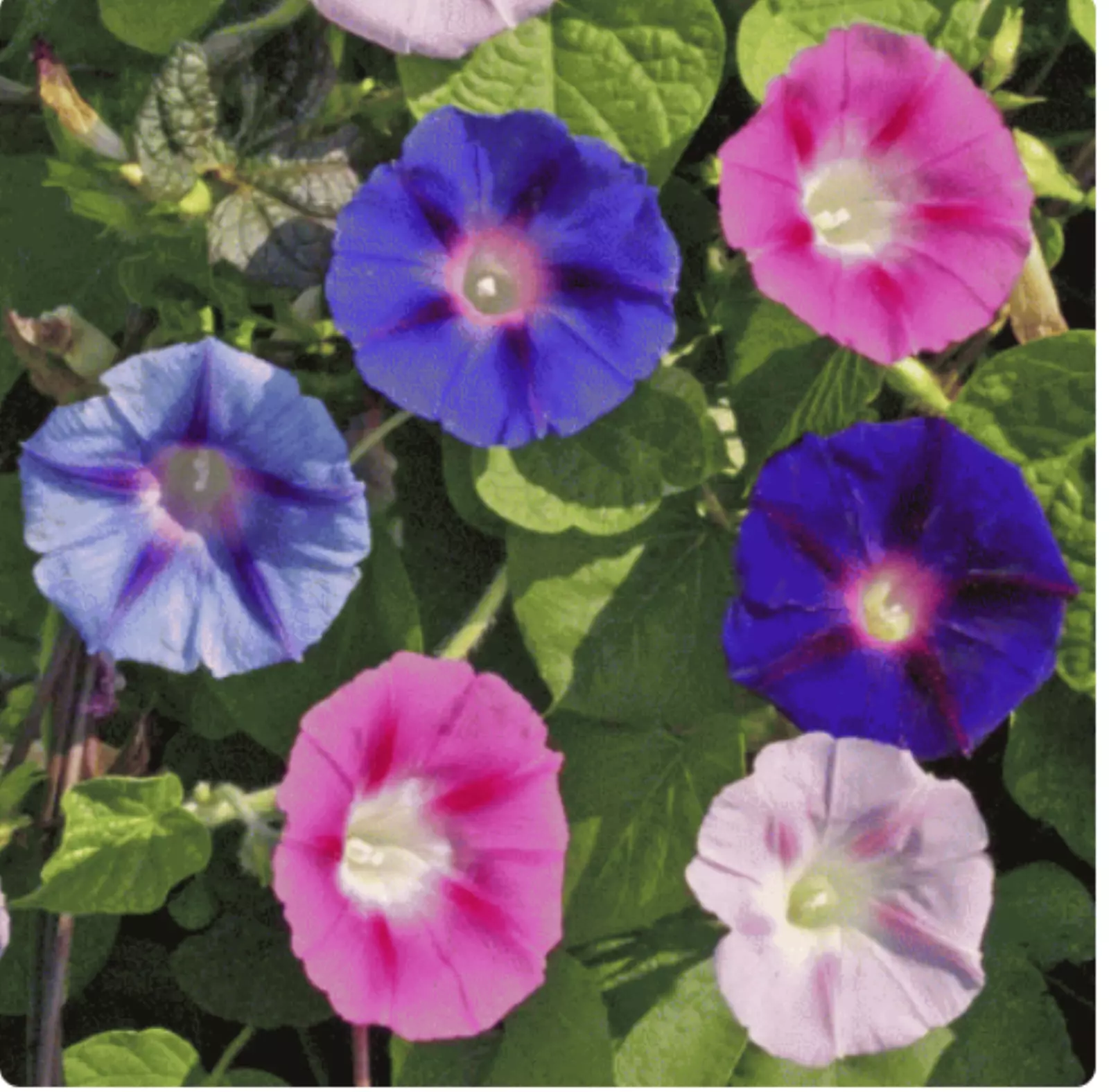 30+ Tall Morning Glory mix Premium flower seeds - Beautiful Stunning USA - £9.40 GBP