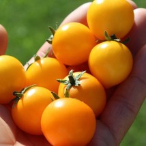 Aztec Gold Micro Dwarf Tomato 30 Fresh Seeds USA Seller - £8.13 GBP