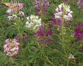 50 Cleome Spider Plant Mix Flower Seeds Annual Attracts Humming Birds - £3.12 GBP