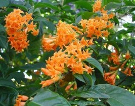 ORANGE ZEST**Flowering Jasmine Plant - Cestrum Aurantiacum - £21.75 GBP