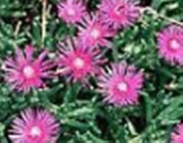 10 Pc Seeds Pink Hardy Ice Plant, Delosperma lydenbergense Seeds for Planting RK - £14.82 GBP