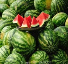 Lazy Melon King Watermelon Bonsai Red Meat Balcony Potted Fruit 30Pcs Garden Bea - £4.80 GBP