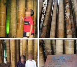 US Seller 100Pcs Huge Dragon Bamboo Giant Bambu Tree Seeds Fast Shipping - $15.64