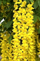 KBT Golden Chain Tree Seeds 8 Seeds Great For Bonsai Bulk Seeds - $24.26