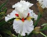 White/Red Iris Seeds, Heirloom Iris, 25 Seeds  - $5.99