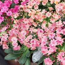 Lewisia Seeds Alpine Flower Seeds 10 Seeds Fresh Garden USA SELLER - £10.31 GBP