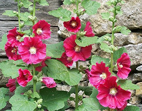 Primary image for Hollyhock, Pink, RED & Yellow 100 Seeds Heirloom,Beautiful