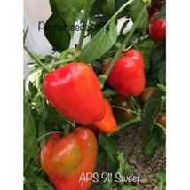 SEPTH 25 Seeeds Aps 911 Sweet Pepper   Garden  Healthy Planting - £4.23 GBP