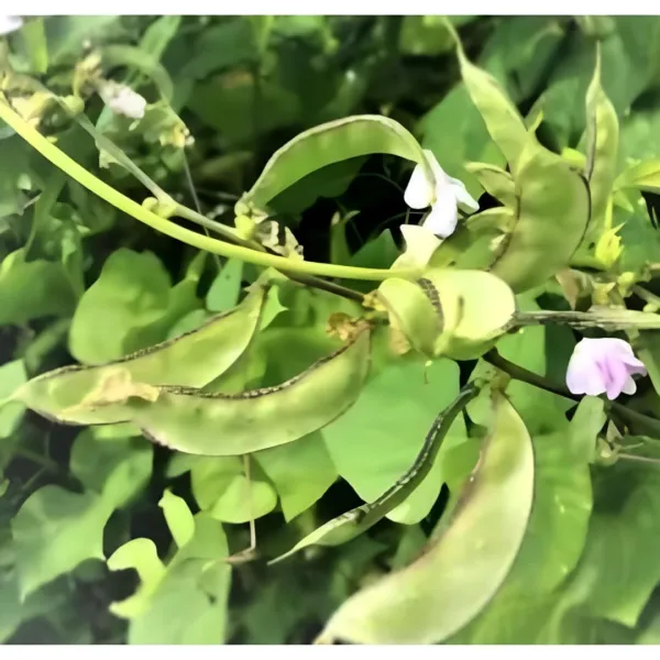 10 Green Hyacinth Bean Asian Flower Fresh Seeds - £13.06 GBP