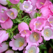 200 Rose Pink Canterbury Bells Campanula Medium Flower Seeds Fast Ship Fresh USA - £11.17 GBP