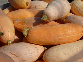 50 Pink Banana Jumbo Squash Seeds (Giant) Garden USA Seeds - £7.51 GBP