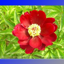 Rare Dark Red Tree Peony Flower &#39;Cong Zhong Xiao&#39; Seeds, Professional Pack, 5 Se - £7.90 GBP