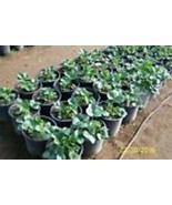 Organic Strawberry plants -- Camarosa  - 3/4 " bare root   10 Count U.S.A - $14.85
