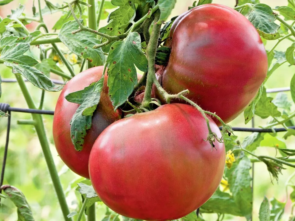 Cherokee Purple Tomato Organic 51 Seeds - £7.51 GBP