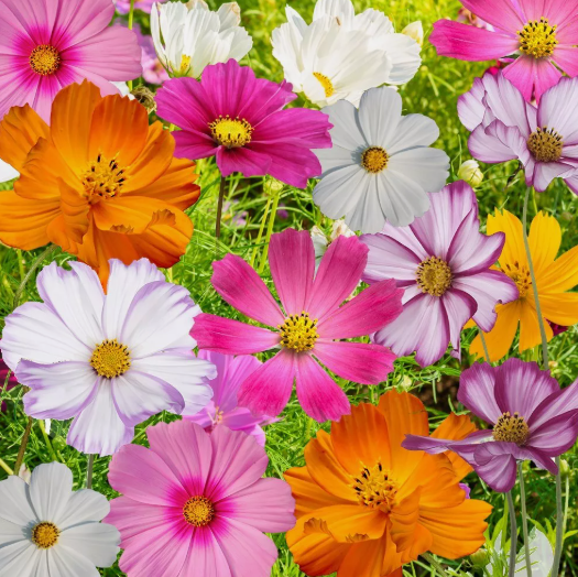 LD 70 Seeds Cosmos Flowers Seed Mix, 10 Beautiful Cosmos Varieties Fast ... - $7.99