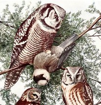 Saw Whet Owl And Other Types 1936 Bird Art Lithograph Color Plate Print ... - $39.99