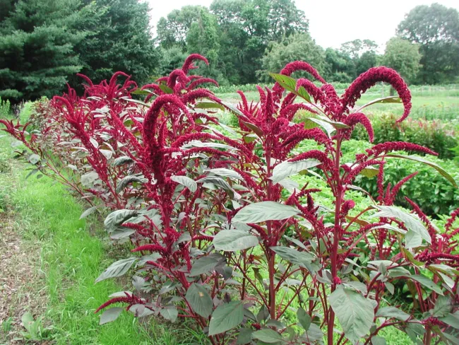 Amaranth Red Garnet Heirloom Seeds Medicinal Herb 250 Seeds Fresh Garden - £11.17 GBP